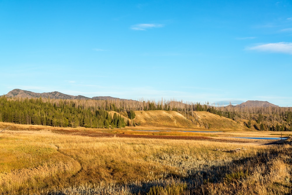 Pelican,Valley,Landscape,View,At,Yellowstone,National,Park,In,Wyoming,