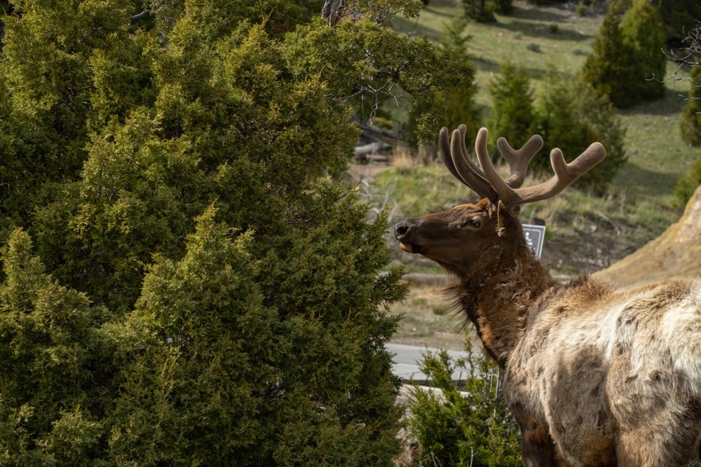 Yellowstone,National,Park,,Wy,Usa.,May,15,,2024.,Wild,Elk